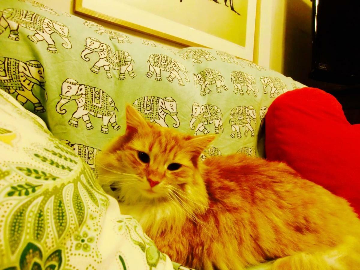 Mt Fuji Cat&Dog&Spa Pension Blue Poppy 후지카와구치코 외부 사진