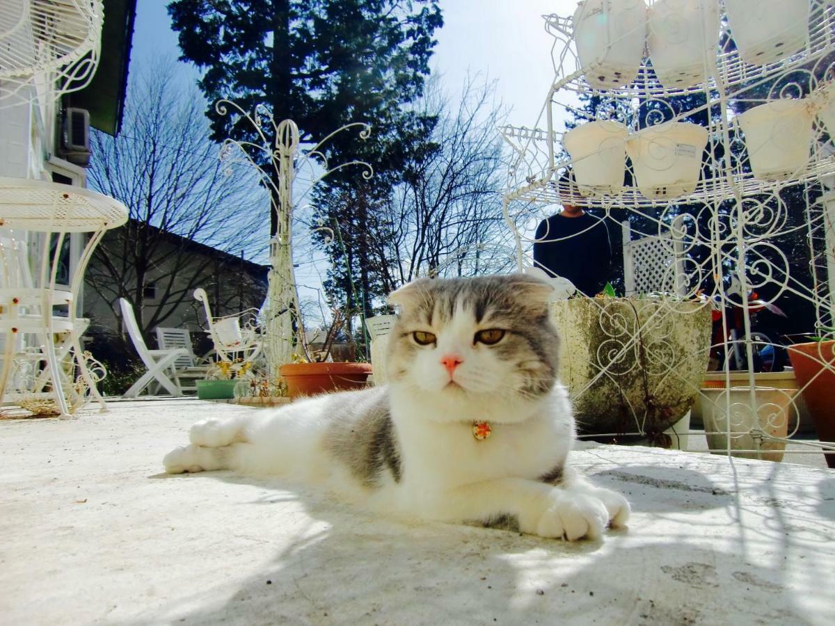 Mt Fuji Cat&Dog&Spa Pension Blue Poppy 후지카와구치코 외부 사진